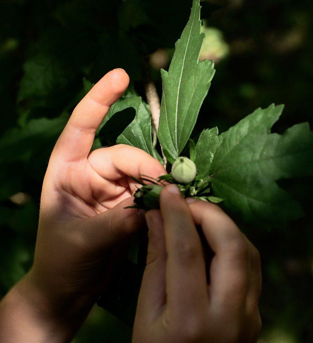 05pan Di Zenzero Mildabendphoto